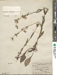 Penstemon canescens image