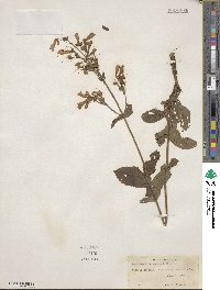 Penstemon canescens image