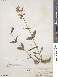 Penstemon canescens image