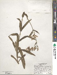 Penstemon canescens image