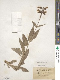 Penstemon canescens image