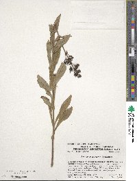 Penstemon canescens image