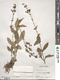 Penstemon canescens image