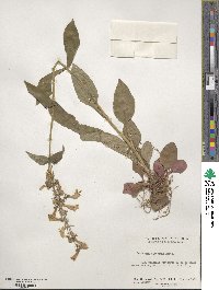 Penstemon canescens image