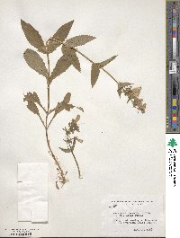 Penstemon canescens image