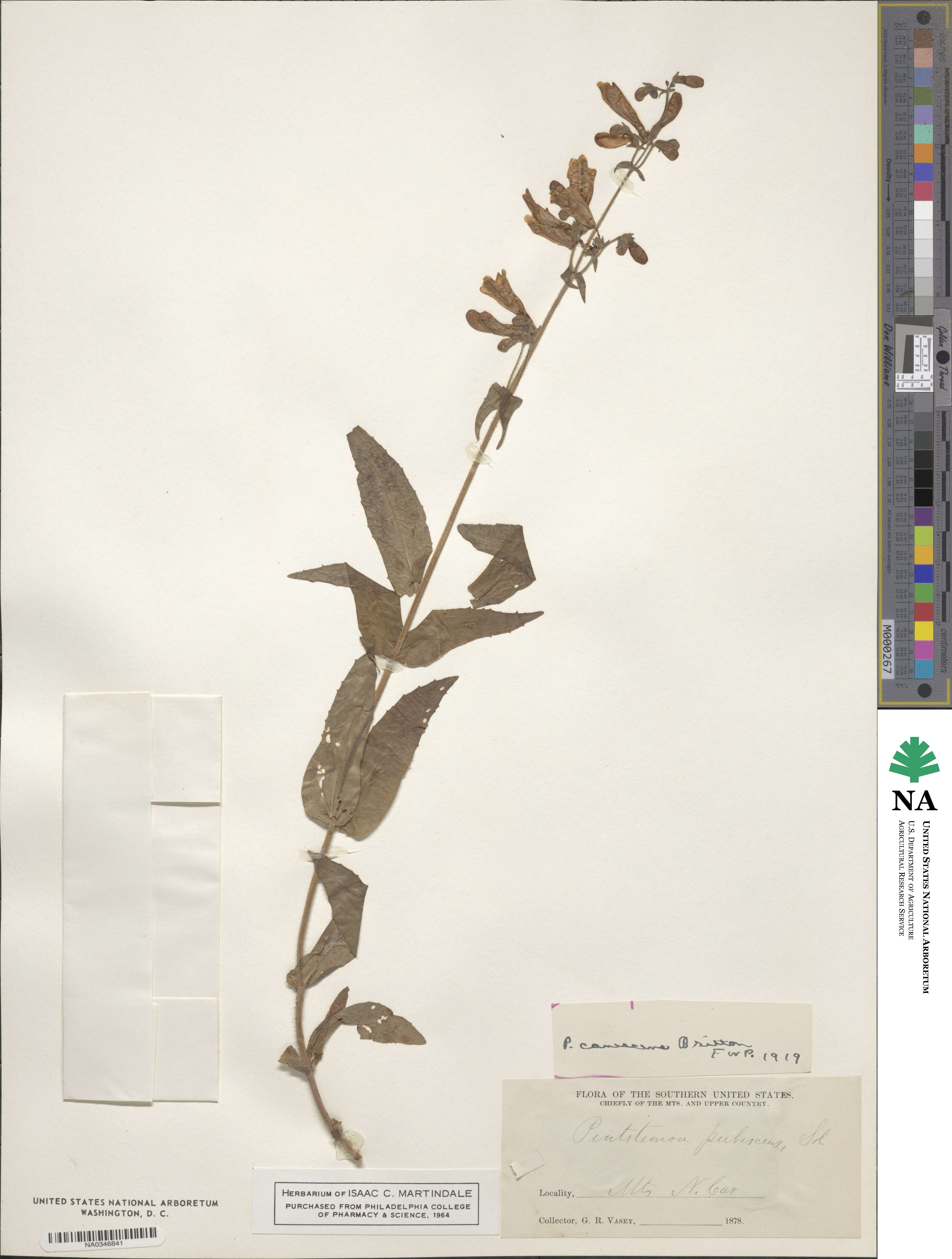 Penstemon canescens image