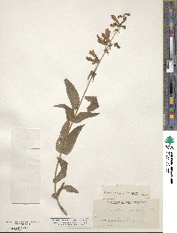 Penstemon canescens image