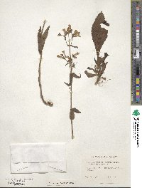 Penstemon canescens image