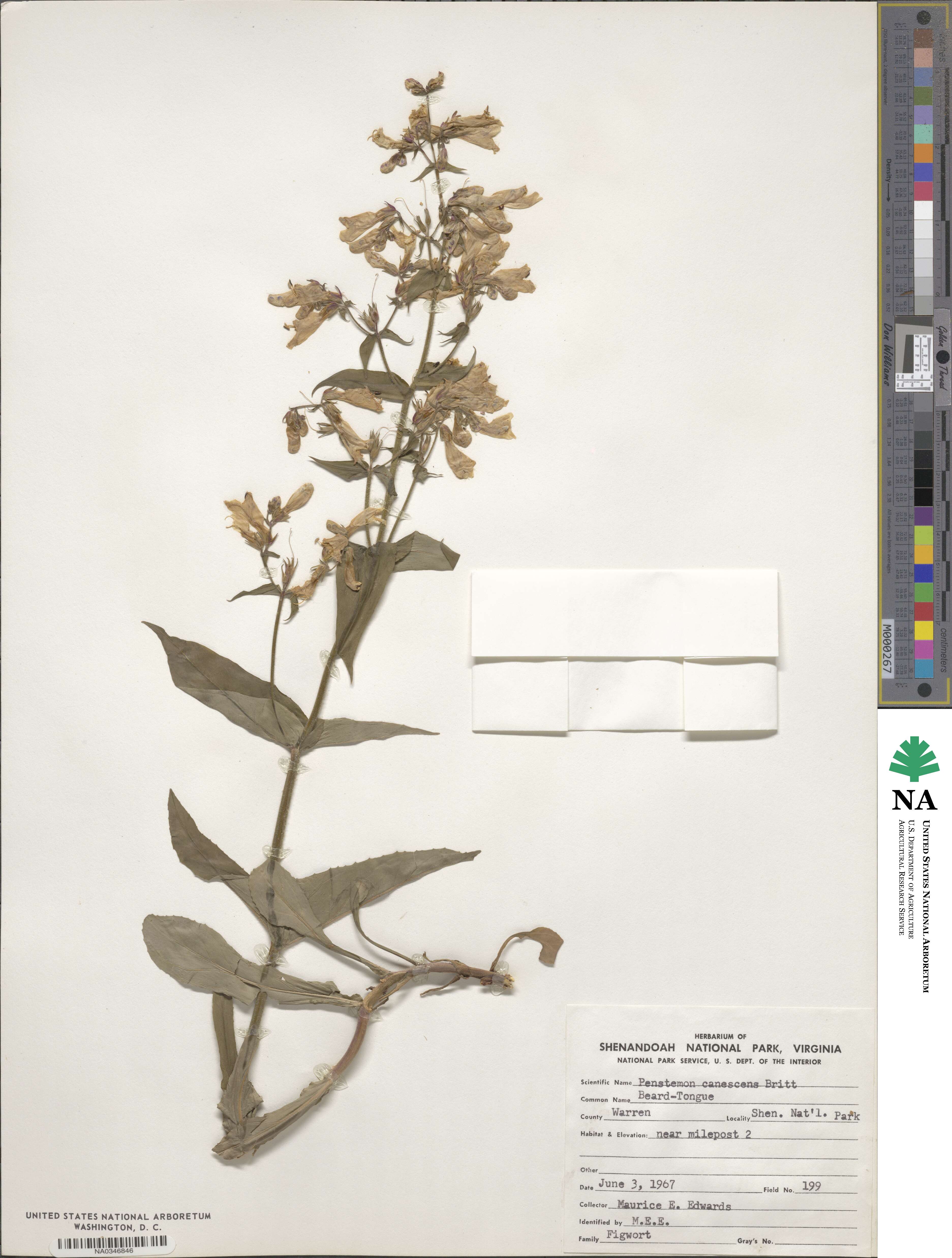 Penstemon canescens image