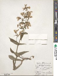 Penstemon canescens image