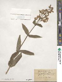 Penstemon canescens image