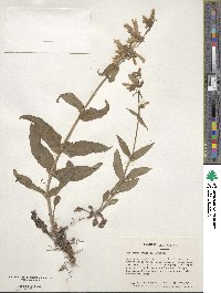 Penstemon canescens image