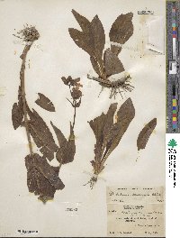 Penstemon canescens image