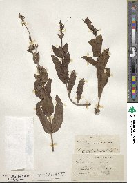 Penstemon cobaea image