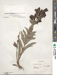 Penstemon cobaea image