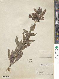 Penstemon cobaea image