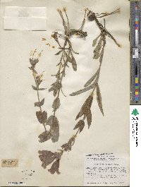 Penstemon cobaea image