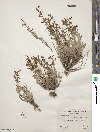 Penstemon humilis image