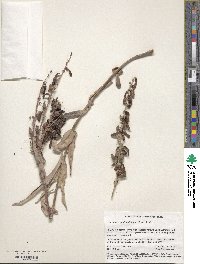 Penstemon centranthifolius image