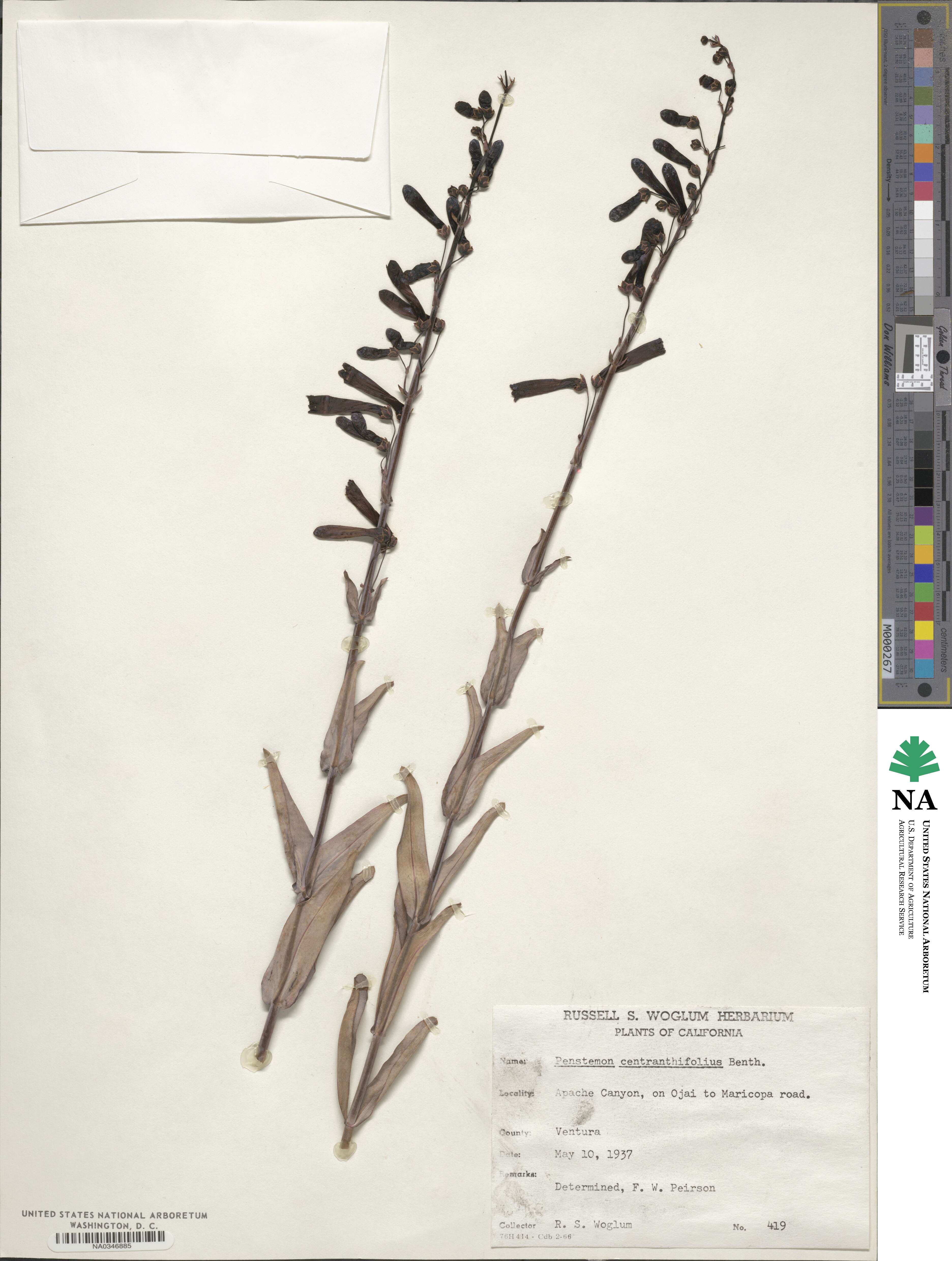 Penstemon centranthifolius image