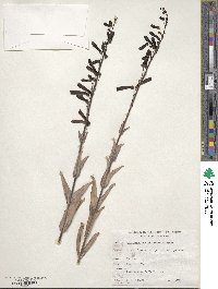 Penstemon centranthifolius image