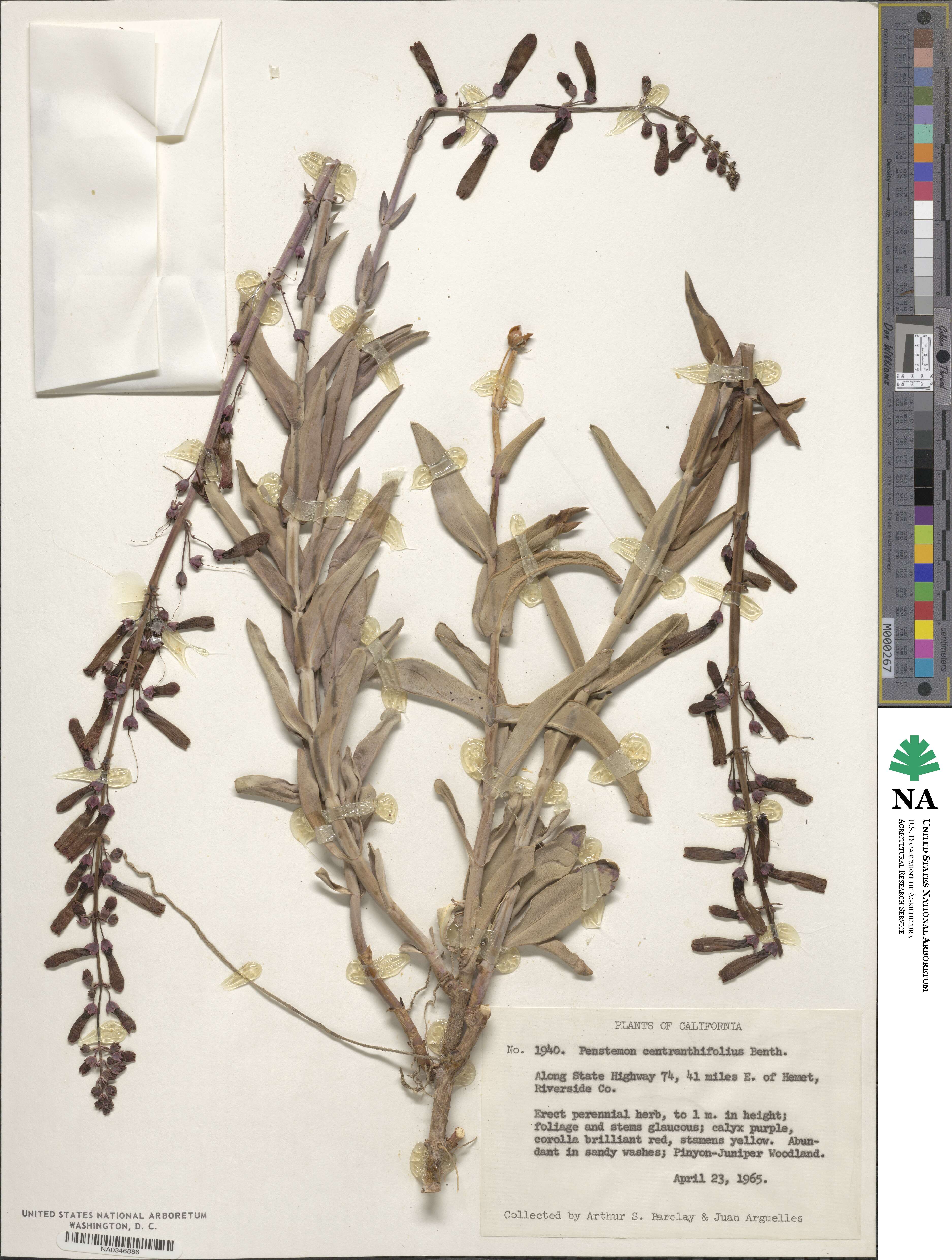 Penstemon centranthifolius image