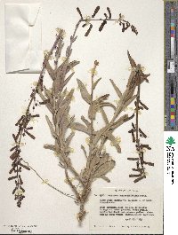 Penstemon centranthifolius image