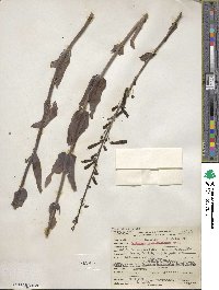 Penstemon centranthifolius image