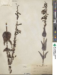 Penstemon centranthifolius image