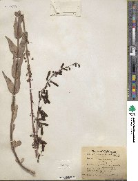 Penstemon centranthifolius image