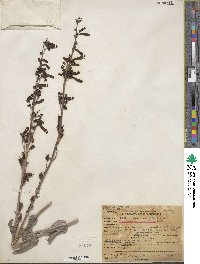 Penstemon centranthifolius image