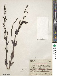 Penstemon centranthifolius image