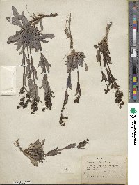 Penstemon confusus image