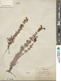 Penstemon confusus image