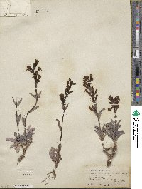 Penstemon confusus image