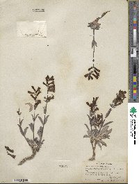 Penstemon confusus image