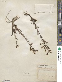 Penstemon confusus image