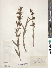 Penstemon confertus image