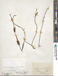 Penstemon confertus image