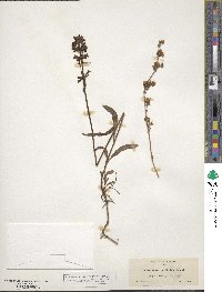 Penstemon confertus image