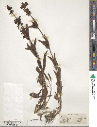 Penstemon confertus image