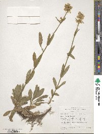 Penstemon confertus image