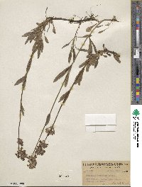 Penstemon confertus image