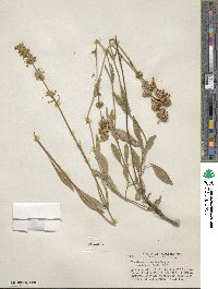 Penstemon confertus image