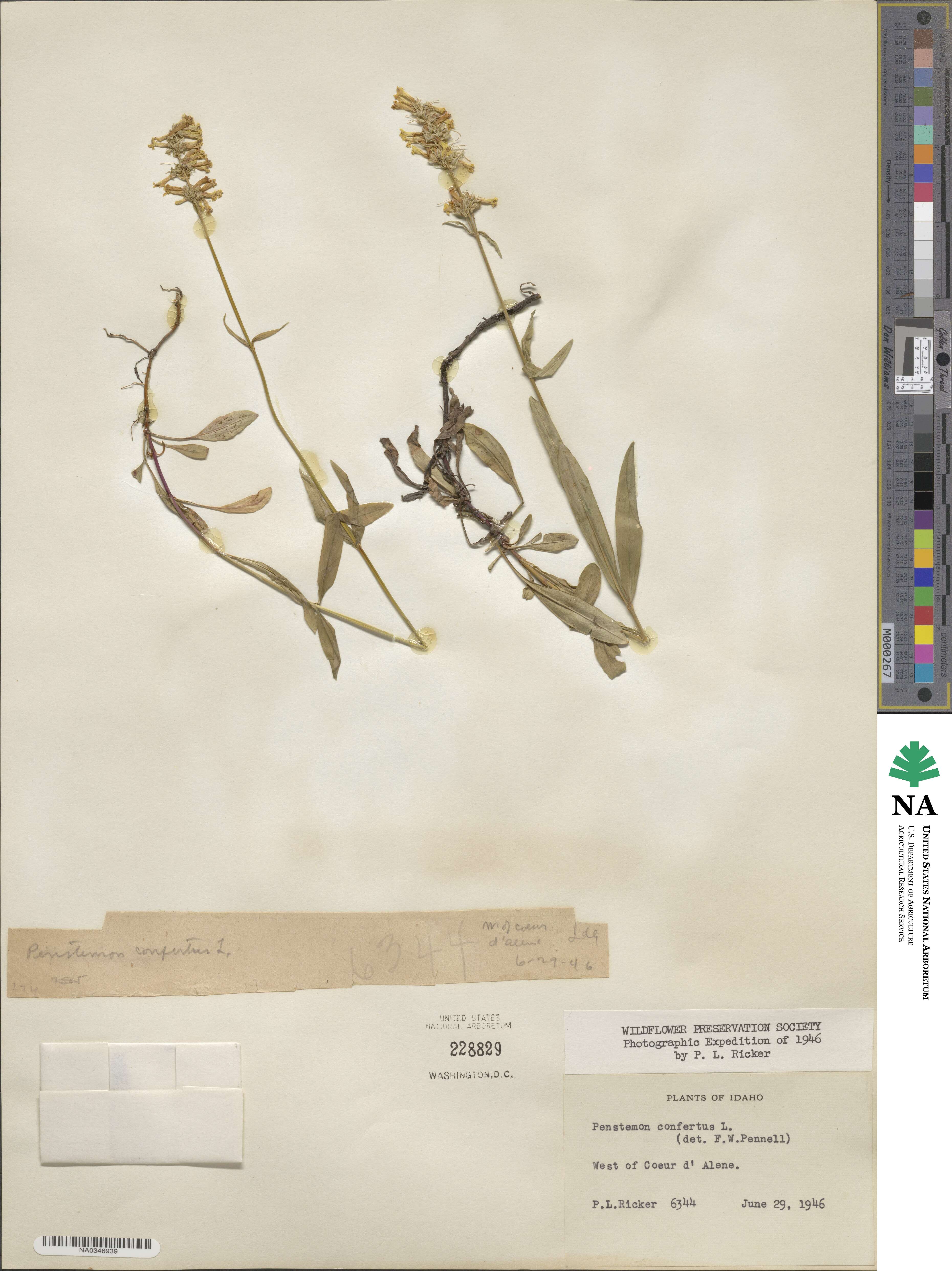 Penstemon confertus image