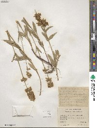 Penstemon confertus image