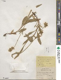 Penstemon confertus image