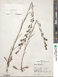 Penstemon comarrhenus image