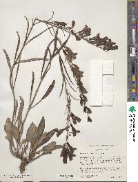 Penstemon comarrhenus image