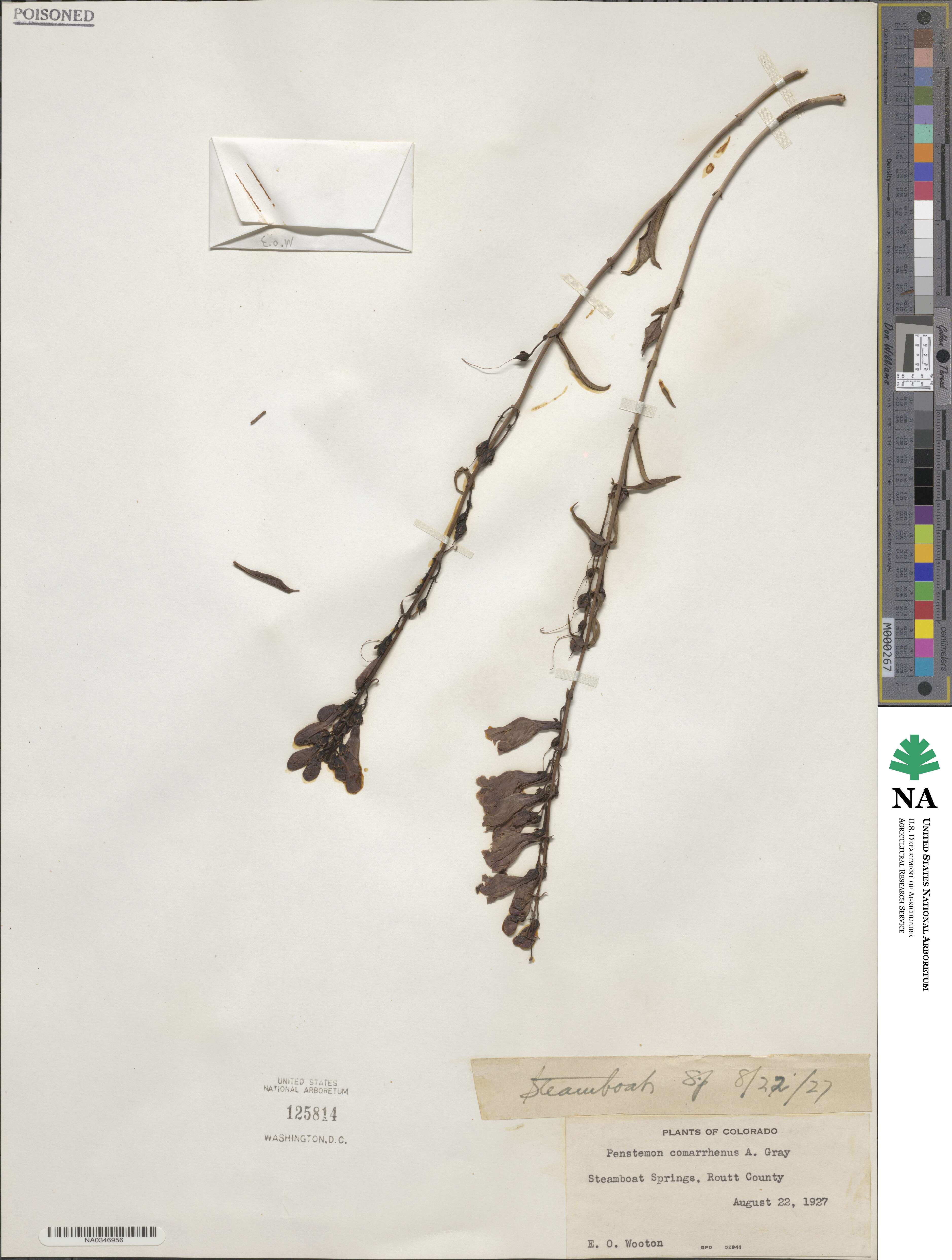 Penstemon comarrhenus image